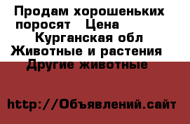 Продам хорошеньких  поросят › Цена ­ 3 000 - Курганская обл. Животные и растения » Другие животные   